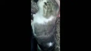 A cat likes to be stroked. A loving cat.