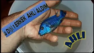 Petshoptan Ahli Ciklet Kolonisi Aldım. Renkleri Mükemmel