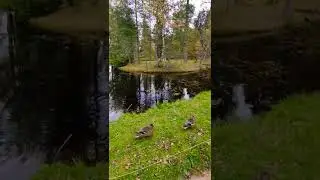 Duck walk🦆