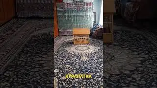 КЕКЛИК, КАБК, КУРАПАТКА. НУРОБОД.