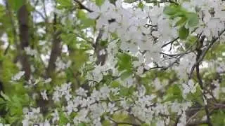 ВИДЕО. Футаж. Весна. Nature.Free footage.