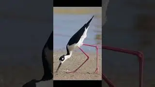 2024 stilt and 5000bce stilt || Past animals ||