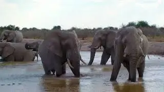 Largest animal on land