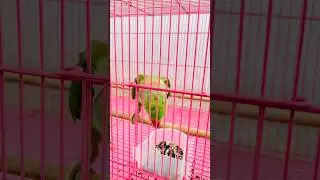 Tota mitthu ka video#viral #shortvideos #youtubeshorts
