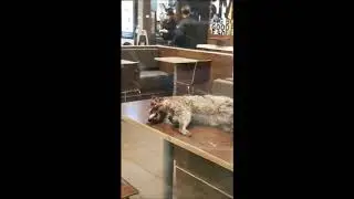 Man Brings A Dead Raccoon Inside A McDonalds Restaurant
