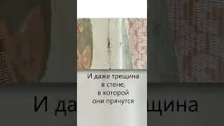 Критическая стадия заражения квартиры клопами