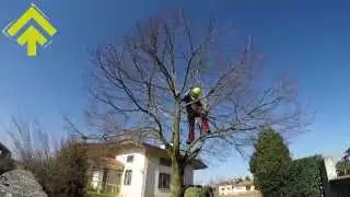 Mille piccoli tagli | SuPerAlberi