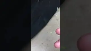 Largest false widow I’ve found.