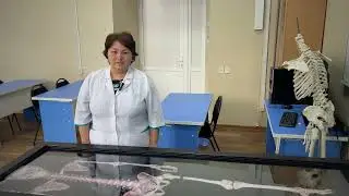 Анатомия костей плечевого пояса