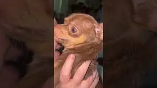 GROWLING CHIHUAHUA CUTE