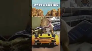Side Eye Dog Meme Challenge!  #ai #pets #dog #memes