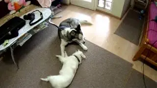 Roni and Reia - Round 2