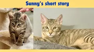 Our Sunny's short story (Sunny's look Before and now) #cat #pets