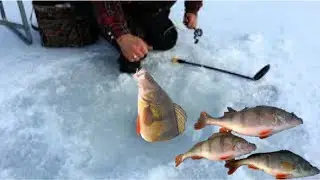 Piękny Okoń Wędkarstwo Podlodowe 2024 - Spod lodu w zimie - Ice Fishing  - Pierwszy Lód