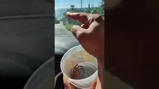 Спасти краба