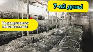 Грибные блоки на 7-ой день. Как выглядят брикеты до появления шампиньонов? Бизнес дома.