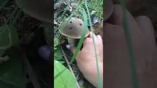❗️ПО ГРИБЫ 17.06.2023 г❗️