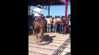 Caballo bailandogbnl