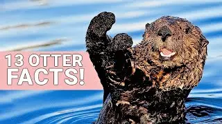 13 Otter Facts To Keep as Pet