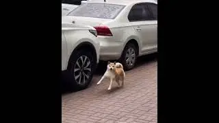 мило мило собака #cute
