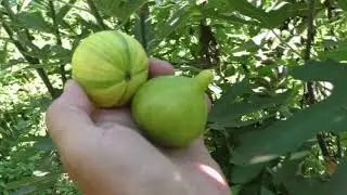 Инжир Панч  Panache основной урожай 2