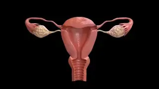 complete menstrual cycle for women