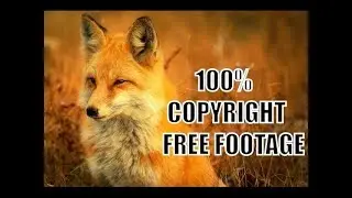 Importance of Copyright Free Footage for Films and Videos (Tools for Beginners in Filmmaking)