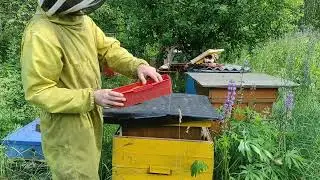 Пасечные заботы. Как и чем можно собирать пыльцу на пасеке!