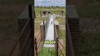 Piscina Especial Para Vacas