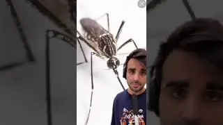 ¿Qué pasaría si los mosquitos desaparecieran? 🤣🦟