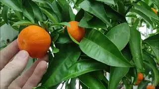 Nova (Нова) клементин/ танжерин/ мандарин. Harvest 2022.