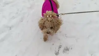 Любимая собака Лекси #shorts