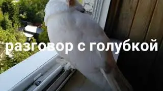 Разговор с голубкой