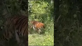 muttody forest in chikkamagaluru tiger #shorts #muttodyforest #viral