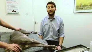 IMV imaging Small Animal Advanced Abdominal Ultrasound video 1 Introduction