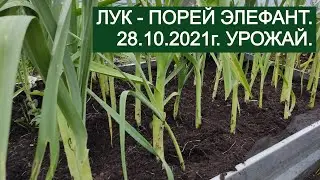 САМЫЙ - САМЫЙ СЛАДКИЙ ИЗ ЛУКОВ!