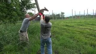 ConQuest 200. Season 2. Episode 1. Farming for Whitetails.