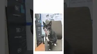 This Cat Acts Like a Dog And Is Looking For a New Family #catlover #cat #catvideos