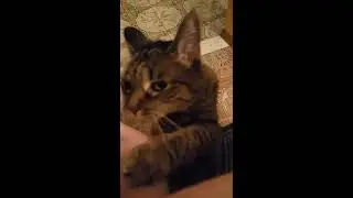 My cat gives High Fives!😎🖐