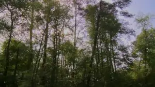 Welcome to the Dismal Swamp State Park