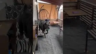 Смешной мой Титан)