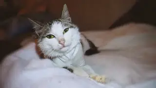Спасение котика с раной на шее. Самый ласковый кот / SANI day