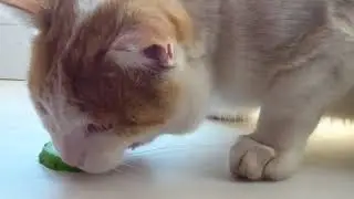 Кот любитель морковки и огурцов.