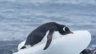 YOUNG GENTOO PENGUINS IN BROWN BLUFF, ANTARCTICA