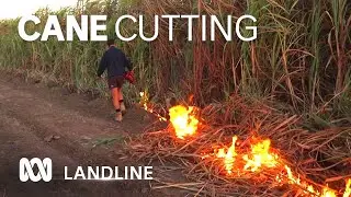 Despite industrial action and factional disputes sugar cane's future looks sweet 🍬 | ABC Australia