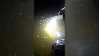 Поймал - отпусти #карпфишинг #carpfishing #fishing #карповаяловля #carp #shortvideo