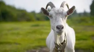 You seriously goat to be kidding me... 🤨