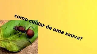 como cuidar, de uma rainha saúva