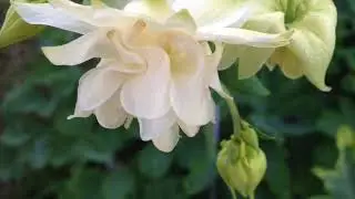 八重咲きオダマキの咲く風景