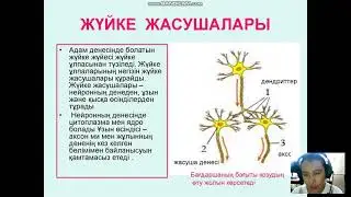 биология,7 cынып, Координация және реттелу, Жақұлова Ә Қ